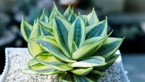 Ma hipnotyzujące liście. Ta sansewieria zmieści się wszędzie