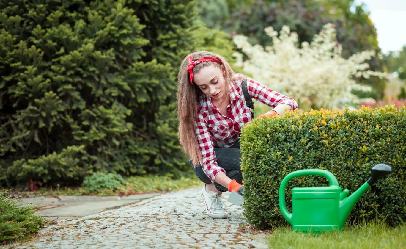 Nie każde tuje należy przycinać