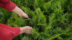 Kiedy przycinać tuje? Tylko w ten sposób uzyskasz zdrowe i gęste okazy