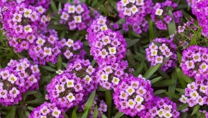 Nie czekaj i siej do gruntu. Będzie eksplozja kwiatów na wiosnę