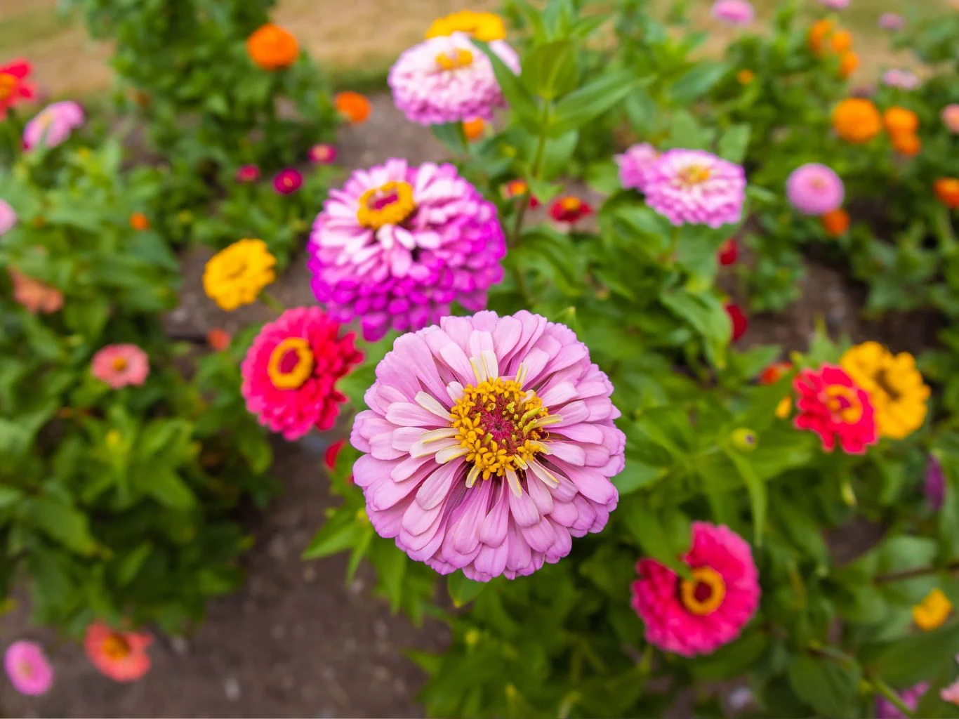 W marcu warto wysiać na rozsadę cynie (Zinna). Cynia (Zinnia) kwitnie w ogrodzie.
