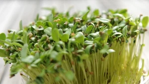 Wysiej, po 14 dniach będziesz mieć super listki. Na wątrobę są jak balsam