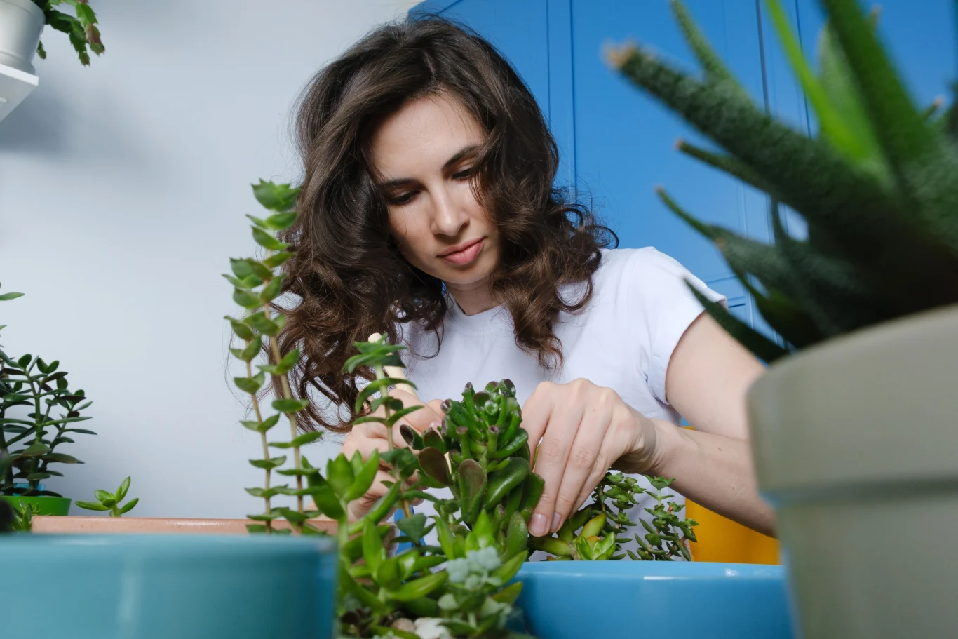 Kobieta o ciemnych, kręconych włosach pielęgnuje sukulenty w doniczkach, skupiona na pracy z roślinami, wokół niej jasno-niebieskie i zielone akcenty oraz inne doniczki w tle.