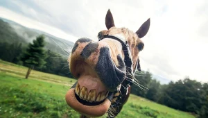 Skąd się wzięło rżenie koni?