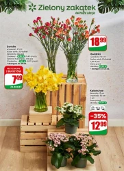 Najbliżej Ciebie! - Dino