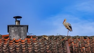 Ptaki wracają na wiosnę do kraju. Gdzie je obserwować? 