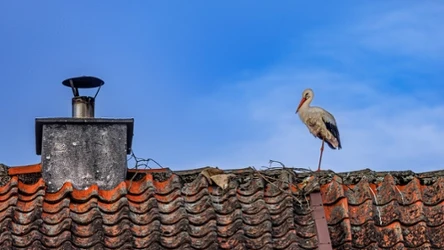 Na przełomie lutego i marca do Polski wracają pierwsze bociany 