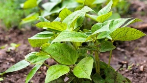 Na bobie nie będzie ani jednej mszycy. Sposób jest prosty, zacznij teraz