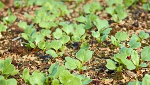 Jeszcze w lutym wysiej w tunelu. Nie boją się chłodu, urosną raz-dwa
