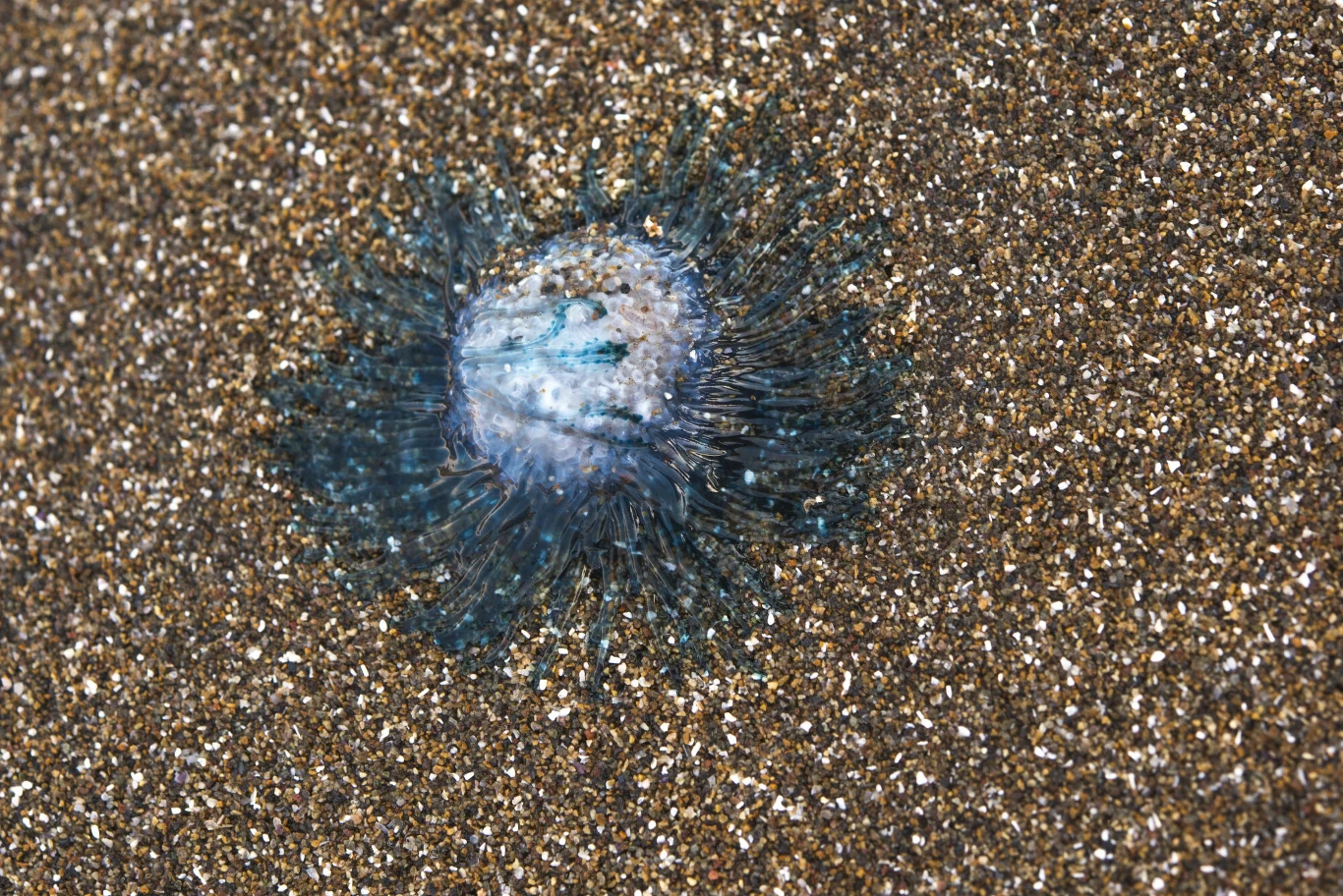 Niebieska meduza o półprzezroczystym ciele i licznymi rozchodzącymi się promieniście wyrostkami leży na wilgotnym piasku plaży.