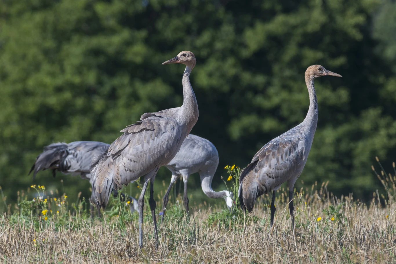 Grupa żurawi spacerująca po łące, otoczona zielenią i żółtymi kwiatami, na tle rozmytych drzew.