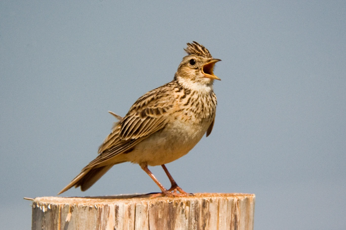 Szpak stojący na drewnianym słupku z otwartym dziobem na tle jasnego, gładkiego nieba.