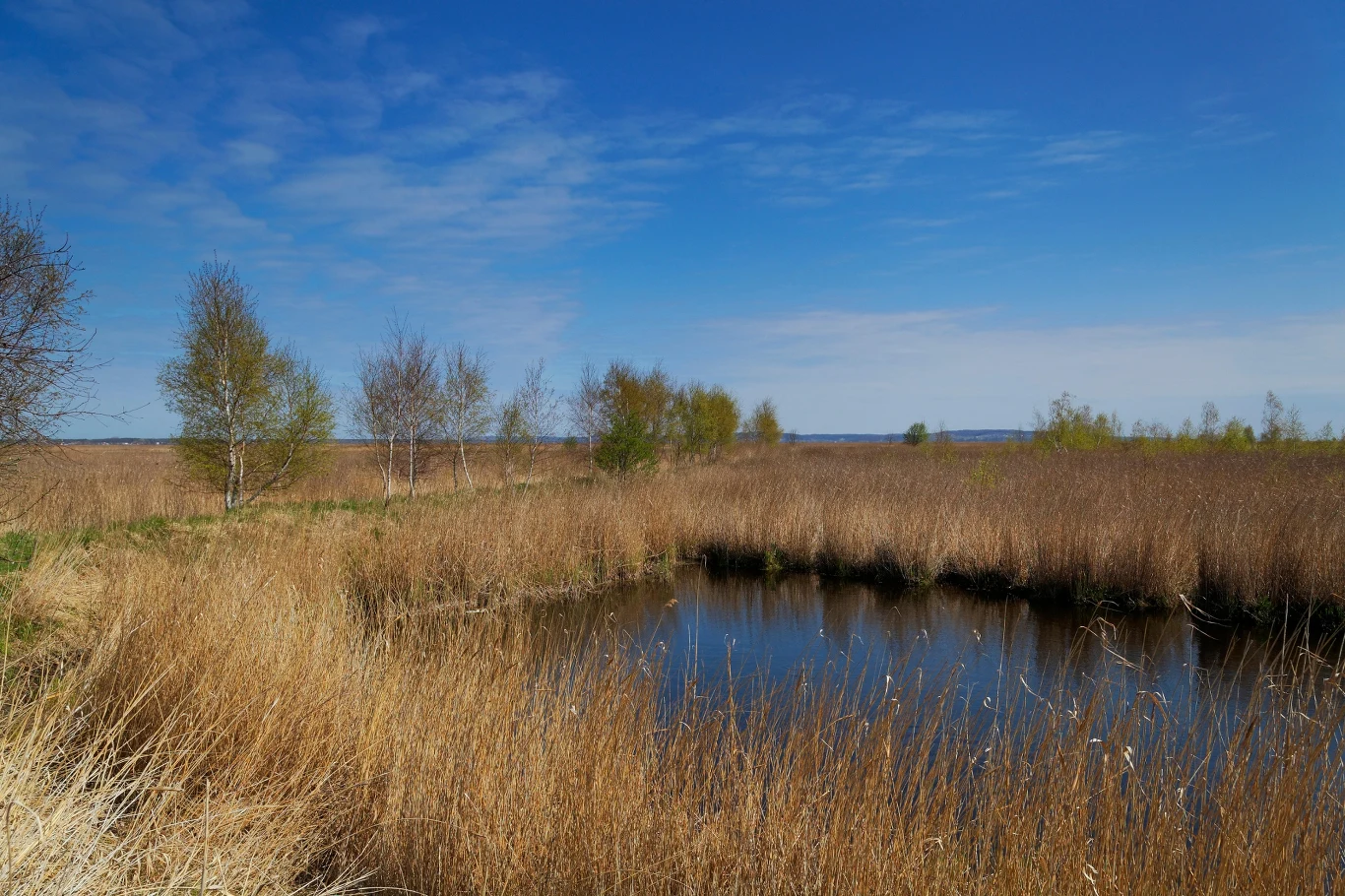 Niewielki staw otoczony suchą trzciną i młodymi drzewami brzozowymi na tle bezchmurnego, niebieskiego nieba.