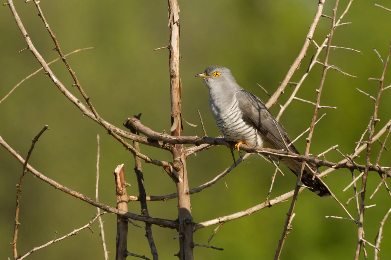 Kukułka siedząca na gałęzi suchego krzewu, z wyraźnie widocznym prążkowanym brzuchem i żółtym okiem, na tle zielonego, rozmytego tła.