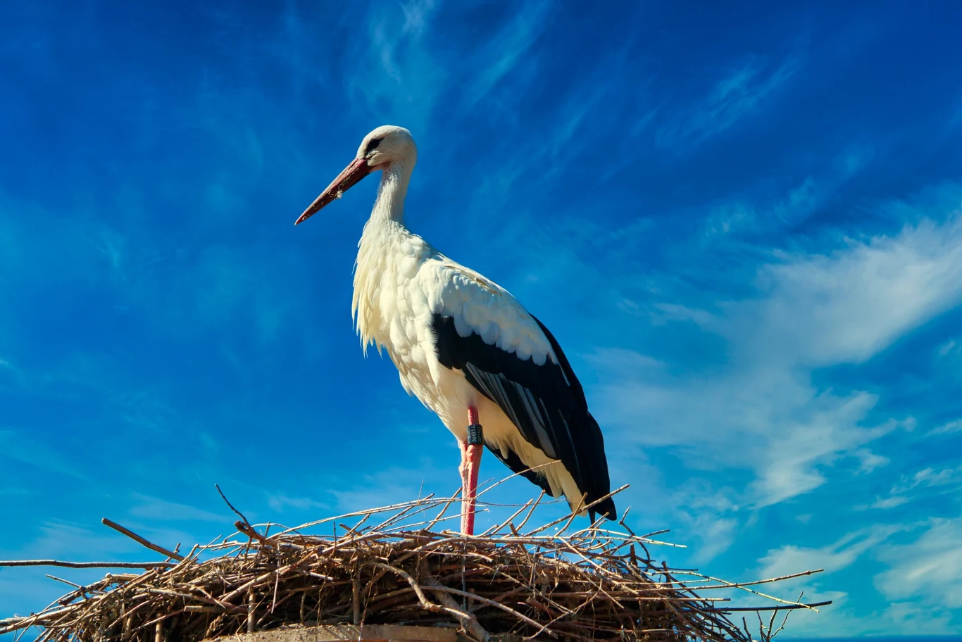 Bocian stojący na gnieździe z gałęzi na tle nieba z białymi chmurami
