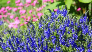 Im mniej dbasz, tym lepiej kwitnie. Posadź zamiast lawendy