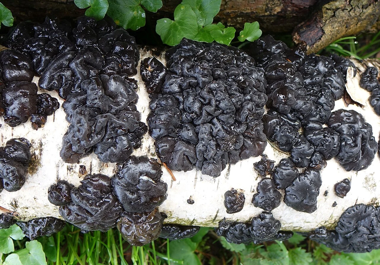 Kisielnica czarniawa wygląda według niektórych jak ludzki mózg Czarny, galaretowaty grzyb rosnący na leżącym, jasnym pniu drzewa otoczonym zielonymi liśćmi i trawą.