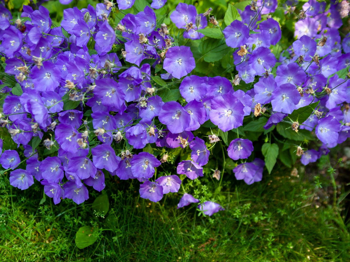 Jakie kwiaty siać w marcu bezpośrednio do gruntu? M.in. dzwonek karpacki. Dzwonek karpacki (Campanula carpatica) kwitnie na fioletowo.