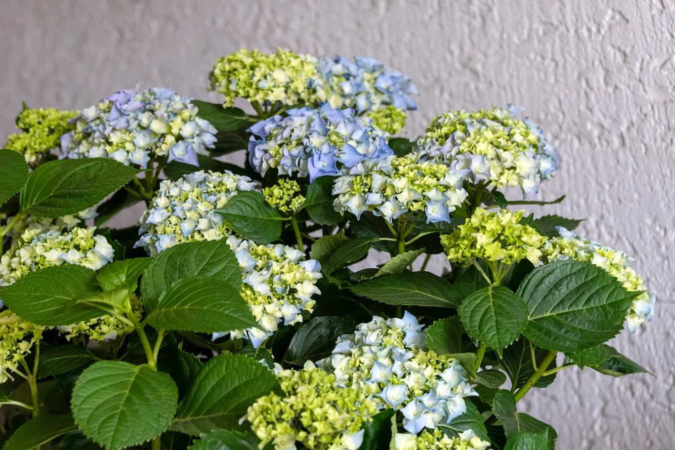 Zbyt wczesne przycinanie może zniszczyć ozdobne rośliny Gęste zielone liście oraz liczne kwiatostany hortensji o odcieniach błękitu i jasnozieleni, rosnące przy jasnej, fakturowanej ścianie.