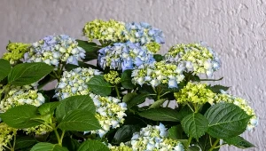 Nie tnij zbyt wcześnie. Kwiatów nie będzie, w ogrodzie pojawią się choroby