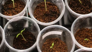 Regularnie podsypuj pomidory. Korzenie będą silne, a plony większe