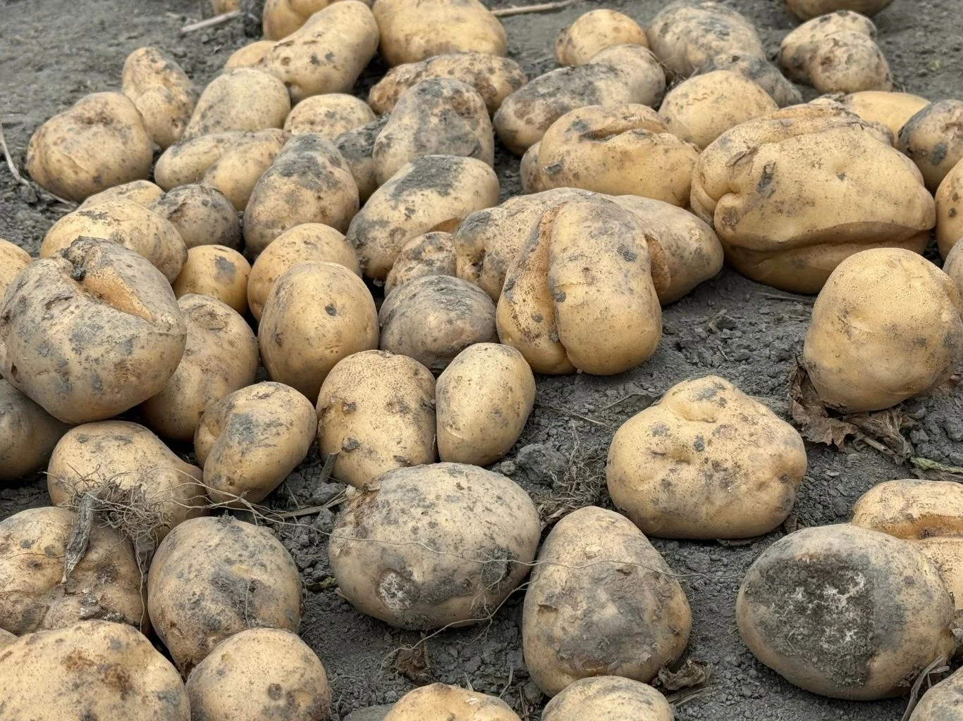 Kilka dużych ziemniaków leżących na ciemnej ziemi. 