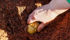 Posadź ziemniaki wiosną, a zbierzesz je już w czerwcu