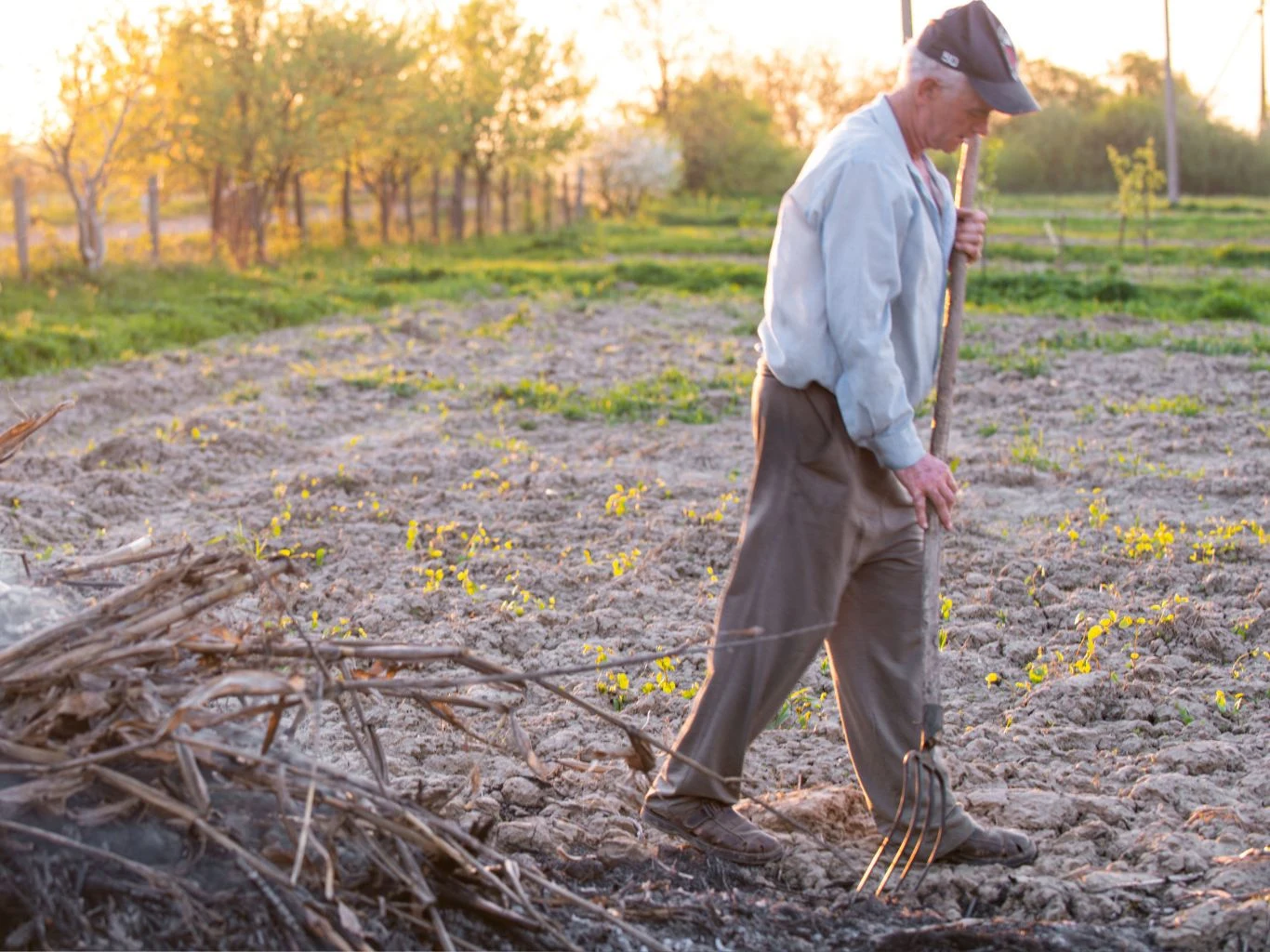 Czy palenie gałęzi w ogrodzie zawsze jest zabronione? Starszy mężczyzna w czapce, ubrany w jasną koszulę i ciemne spodnie, sprząta ogród. Widoczne są sterty gałęzi.