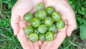 Polskie superfoods na wagę złota. Możesz mieć je w swoim ogródku 