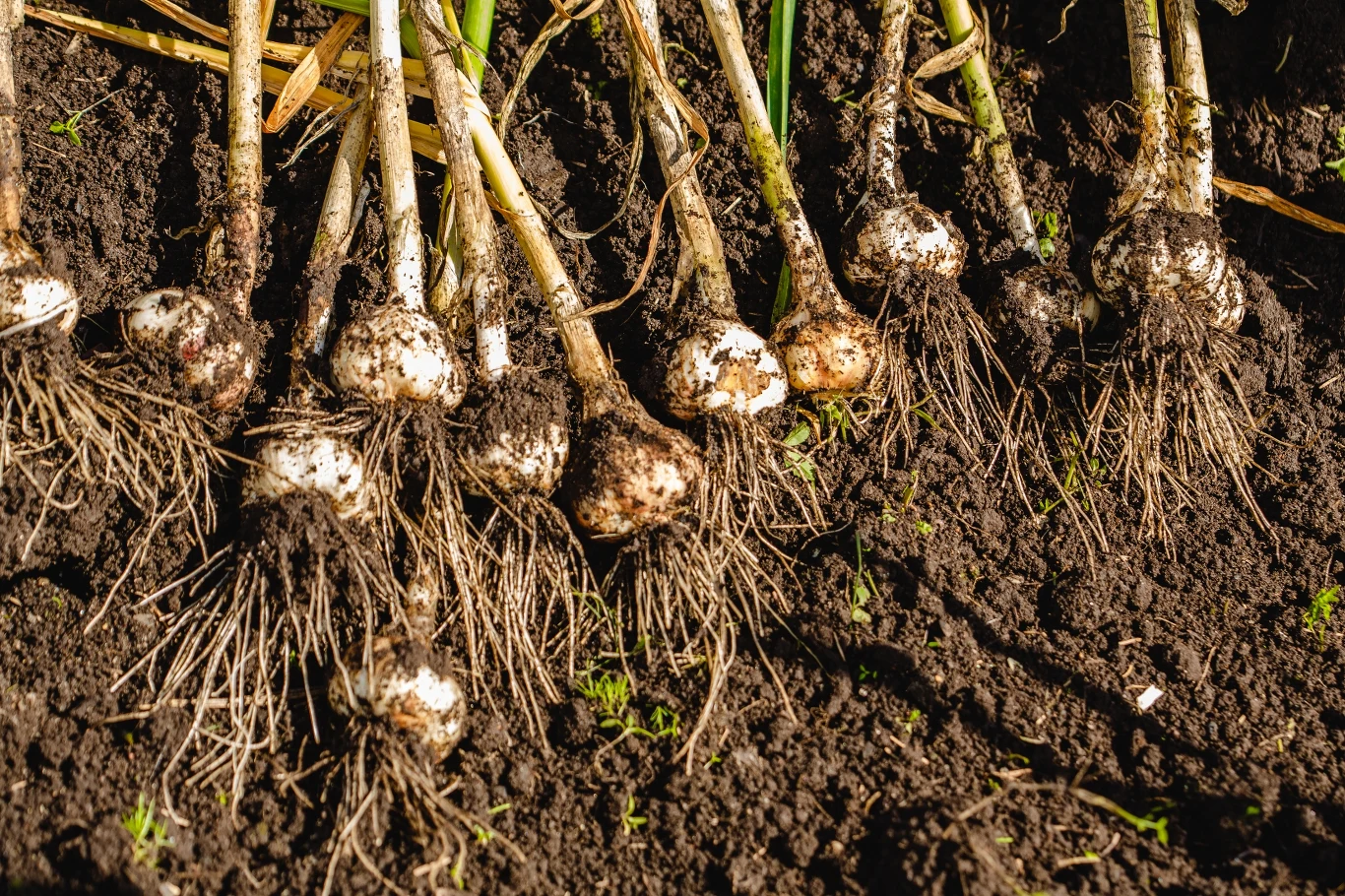 Świeżo wykopane główki czosnku wraz z korzeniami leżą na ciemnej, wilgotnej ziemi ogrodowej, widoczne są resztki zielonych łodyg.