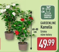 Kamelia Gardenline