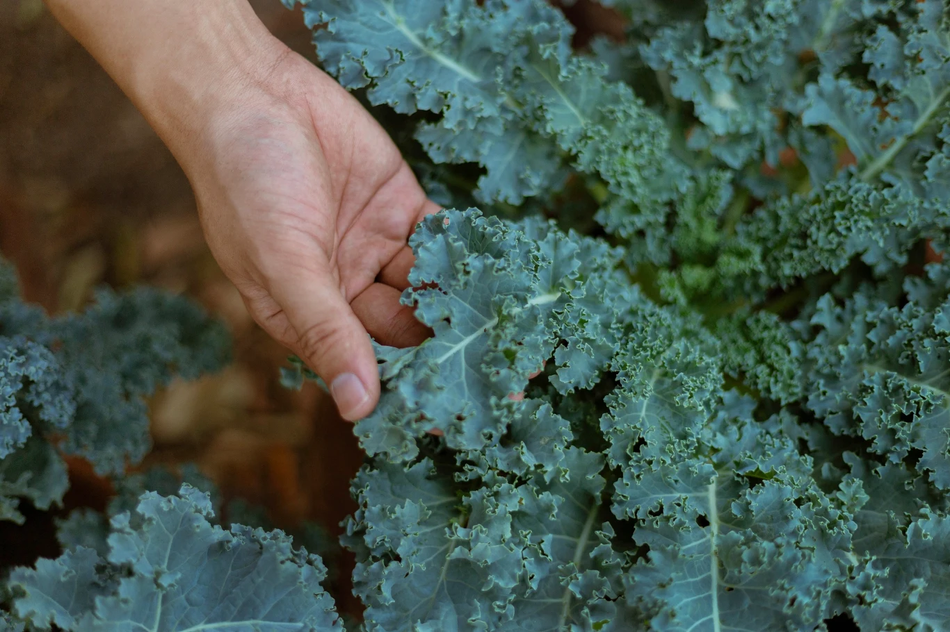 Dłoń dotykająca liści jarmużu rosnącego w ogrodzie, liście mają ciemnozielony kolor i charakterystycznie postrzępione brzegi.