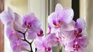 Lepkie kropelki na storczyku są groźne? Zwróć uwagę na jeden szczegół