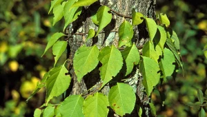 Czy dławisz okrągłolistny jest trujący?