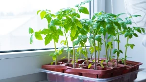 Kiedy wysiewać pomidory? W tym terminie najlepiej przygotować rozsadę.