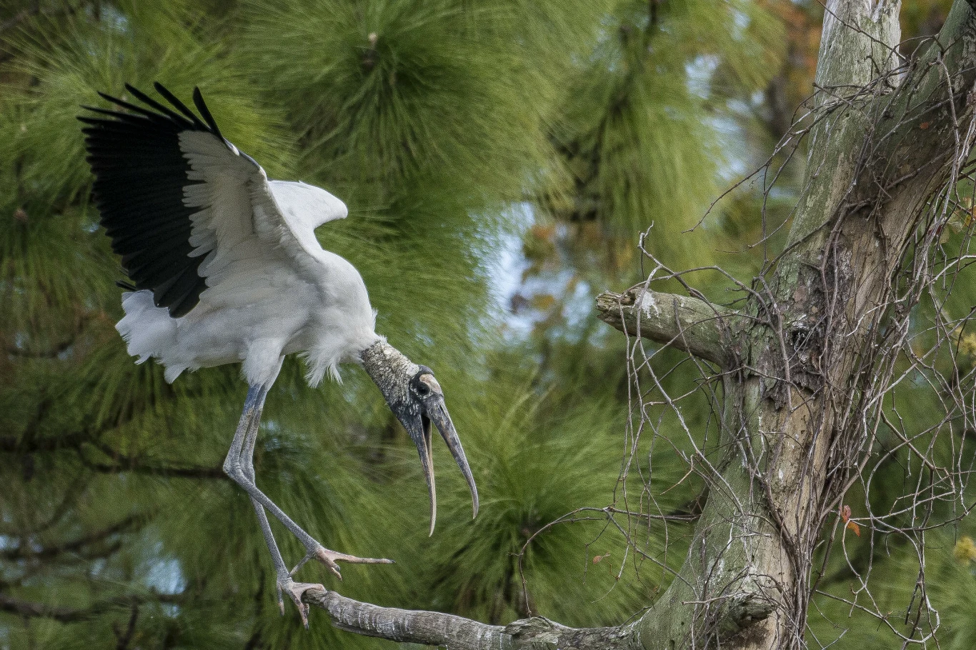 Bocian z rozpostartymi skrzydłami ląduje na gałęzi drzewa, w tle zielone iglaste gałęzie.