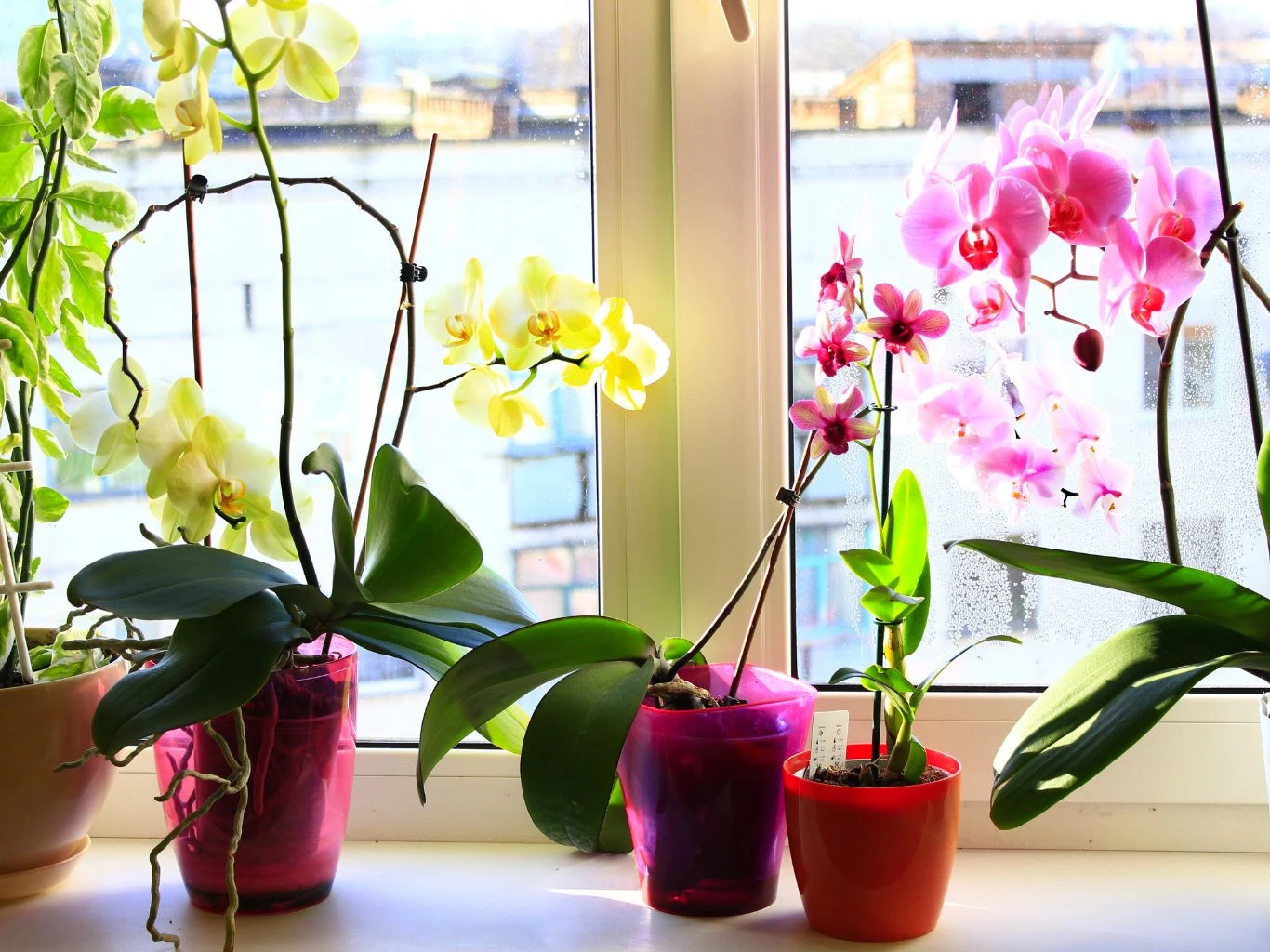 Kolorowe storczyki w plastikowych doniczkach ustawione na jasnym parapecie.
