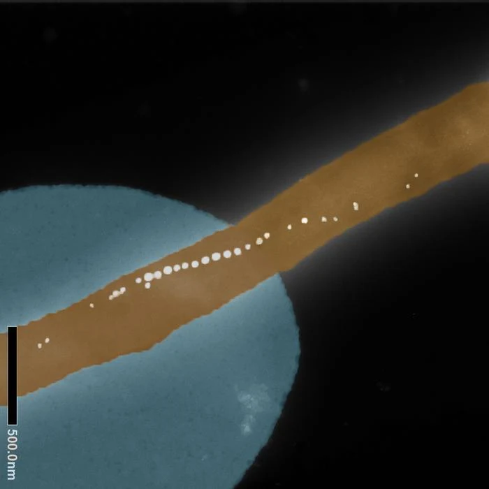 Brązowa, wydłużona struktura przypominająca włókno przecina niebieskie, okrągłe pole, na włóknie widoczne są drobne białe kropki tworzące ciąg wzdłuż jego długości; czarne tło oraz widoczna skala nanometrowa.