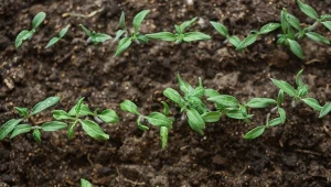 Banalny sposób na silne korzenie sadzonek. Pomidory będą rosły książkowo