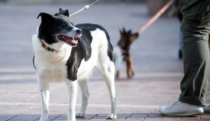 Podatek od psa. Rekordowa stawka maksymalna w 2026 roku