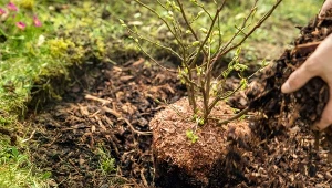 Syp pod borówkę. Będzie od groma owoców słodkich jak miód