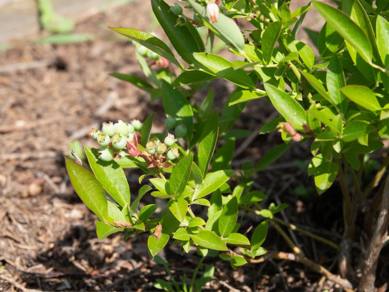 Niedojrzałe, zielone owoce borówki amerykańskiej na krzewie wiosną.