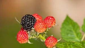 Posadź nietypową odmianę jeżyny. Rośnie bezproblemowo i jest bardzo zdrowa