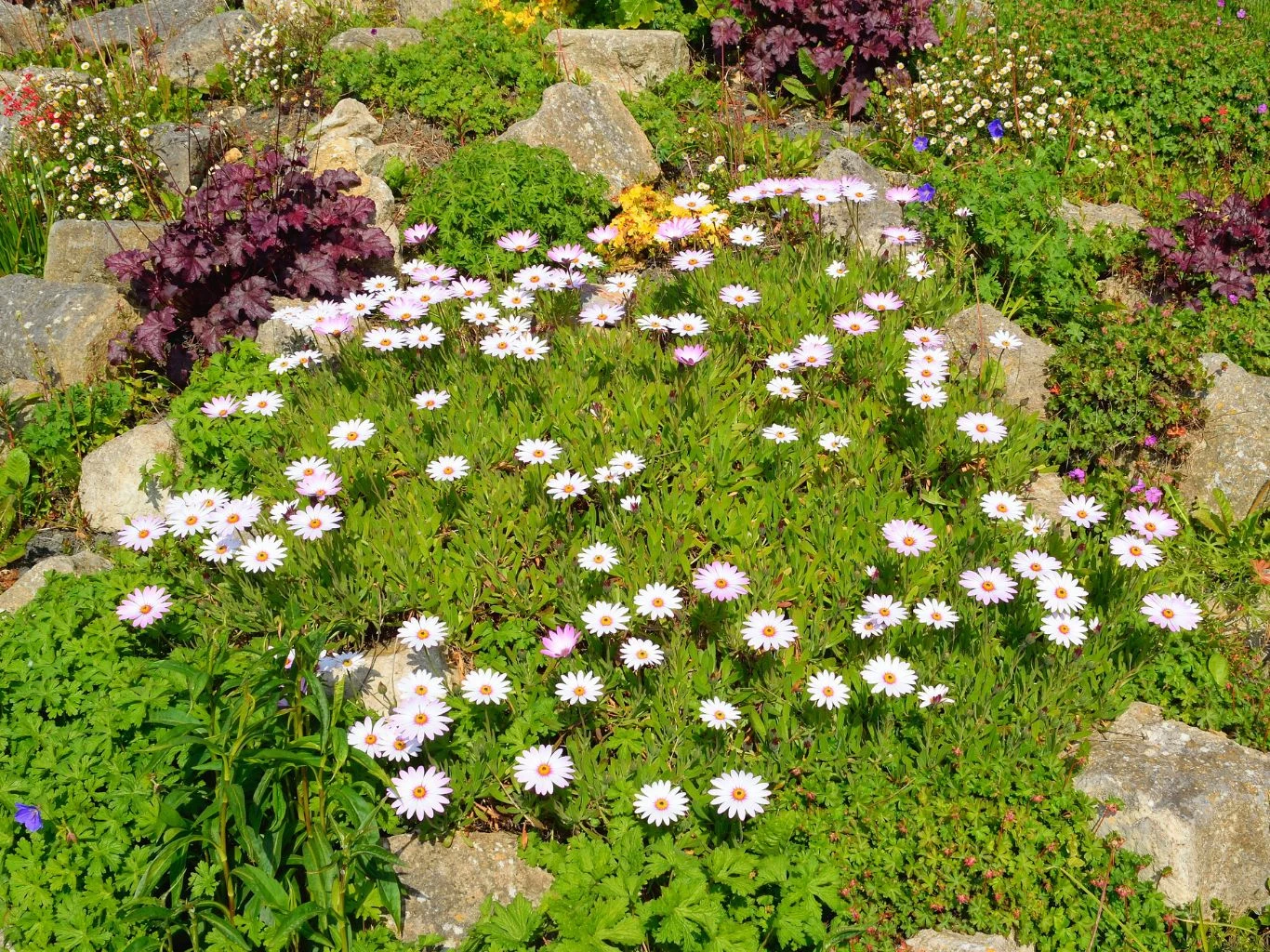 Jak założyć skalniak w ogrodzie? Naturalny, kolorowy ogród skalny.