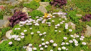 Ogród skalny w kilku krokach. Z każdym sezonem wygląda coraz lepiej