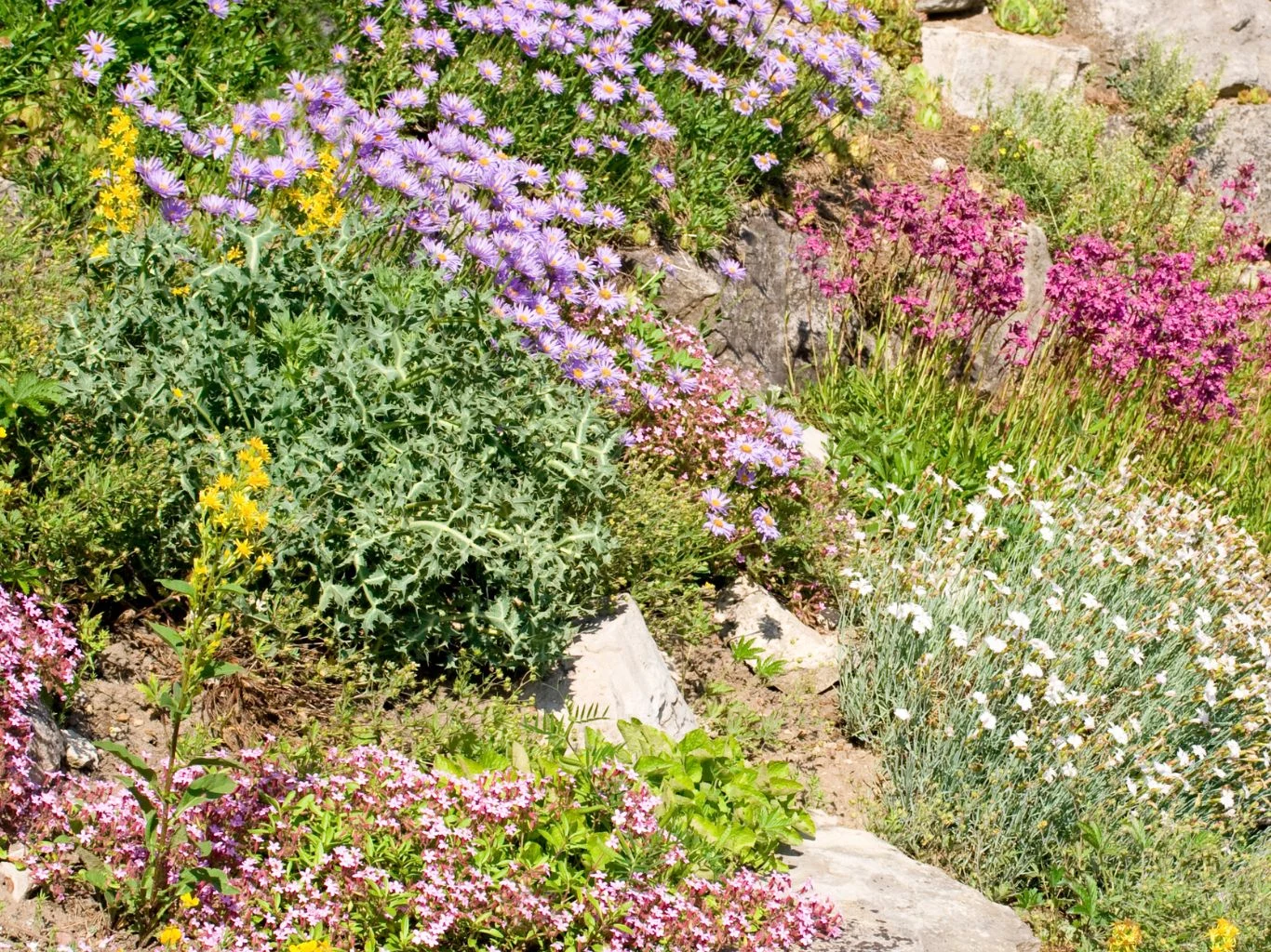 Dobrze zaplanowana kompozycja ogrodu skalnego z każdym rokiem coraz bardziej przypomina naturalne stanowiska. Kolorowe byliny i kwiaty ogrodowe rosnące wśród kamieni, przewaga odcieni fioletu, różu i bieli, uzupełnione żółtymi akcentami, całość kompozycji w słońcu, roślinność rozłożona warstwami na lekkim wzniesieniu.