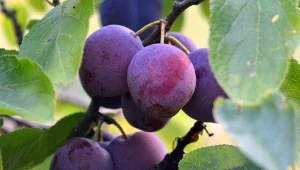 Tańsze sadzonki i lepsze plony. Zaoszczędzisz podczas zakładania sadu