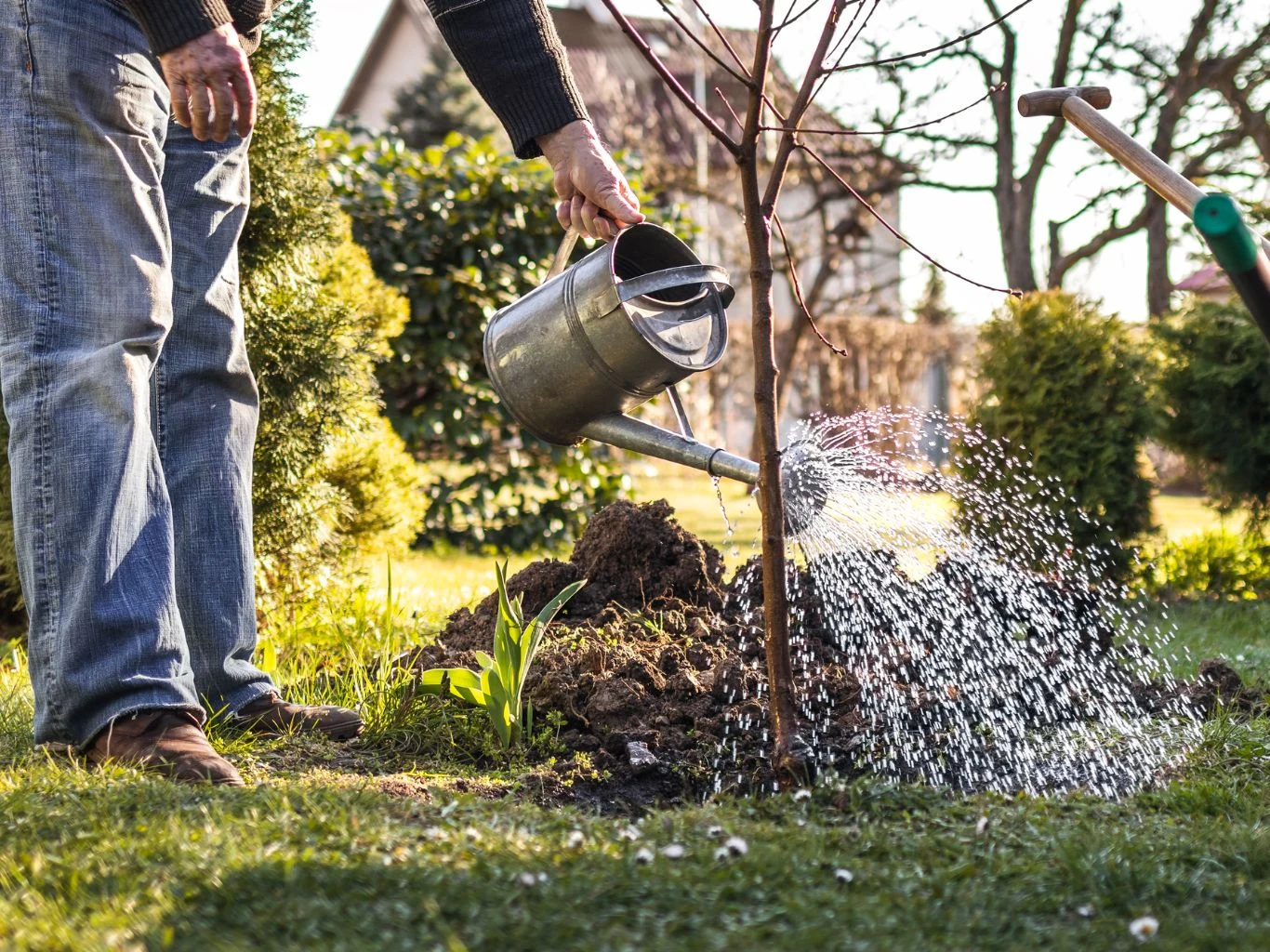 Osoba podlewa młode drzewko owocowe za pomocą metalowej konewki w ogrodzie w słoneczny dzień. W tle widoczne są krzewy, ogród i fragment domu.