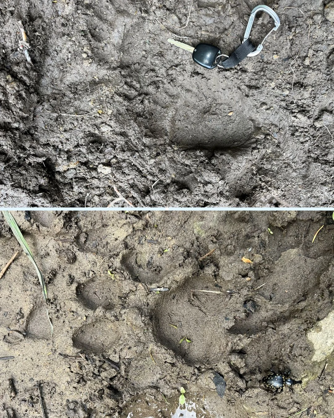 Ślady zwierzęce odciśnięte w wilgotnej ziemi, na jednym ze zdjęć widoczny przedmiot przypięty na karabińczyku leżący obok odcisku, na drugim zdjęciu widoczny czarny chrząszcz w pobliżu odcisku.