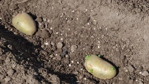 Najlepsze ziemniaki do sadzenia w ogrodzie. Zbierzesz już w czerwcu